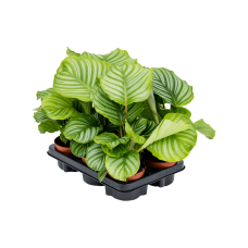 Calathea orbifolia 6/tray