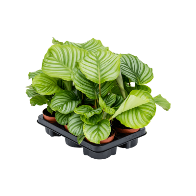 Растение горшечное Калатея/Calathea orbifolia 6/tray