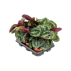 Calathea 'Medallion' 6/tray