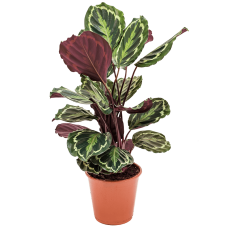 Calathea 'Medallion'