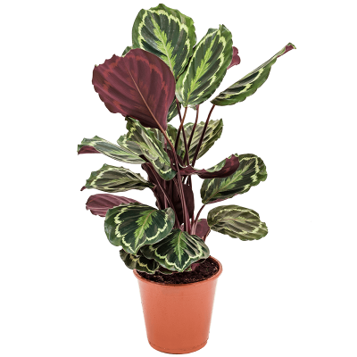 Растение горшечное Калатея/Calathea 'Medallion'