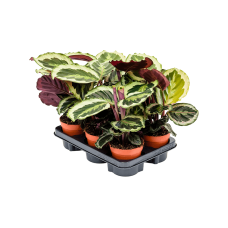 Calathea 'Marion' 6/tray