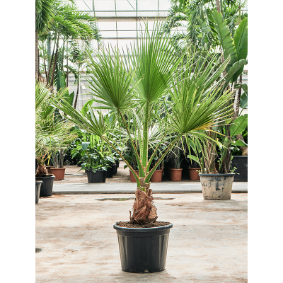Растение горшечное Вашингтония/Washingtonia filifera (170-230)