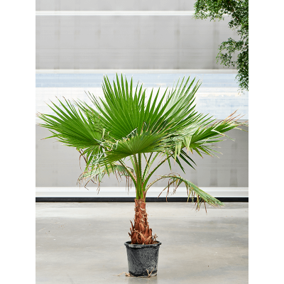 Растение горшечное Вашингтония/Washingtonia robusta (160-200)