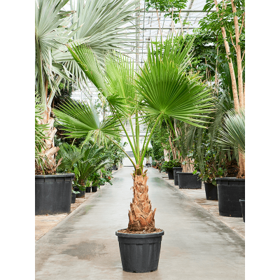 Растение горшечное Вашингтония/Washingtonia robusta