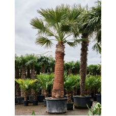 Washingtonia filifera (475-525)