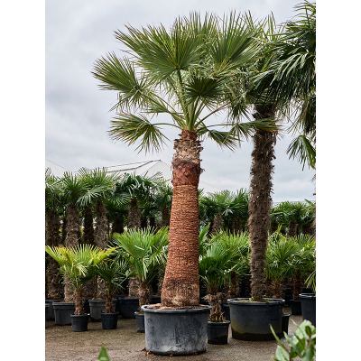 Растение горшечное Вашингтония/Washingtonia filifera (475-525)