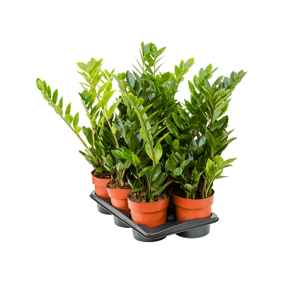 Растение горшечное Замиокулькас/Zamioculcas zamiifolia 6/tray