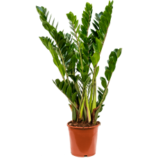 Zamioculcas zamiifolia