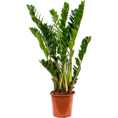 Растение горшечное Замиокулькас/Zamioculcas zamiifolia