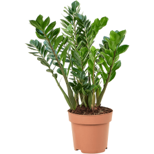 Zamioculcas zamiifolia