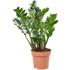 Zamioculcas zamiifolia