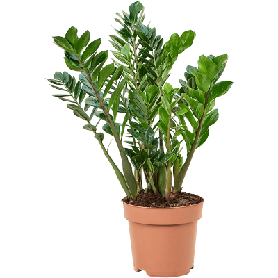 Растение горшечное Замиокулькас/Zamioculcas zamiifolia