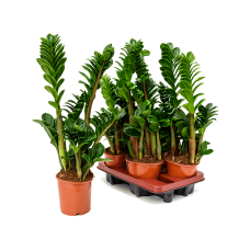 Zamioculcas zamiifolia 'Zenzi' 4/tray