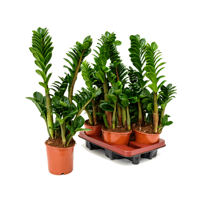 Растение горшечное Замиокулькас/Zamioculcas zamiifolia 'Zenzi' 4/tray