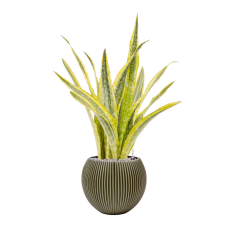 Capi Nature Groove Special Vase Ball Green